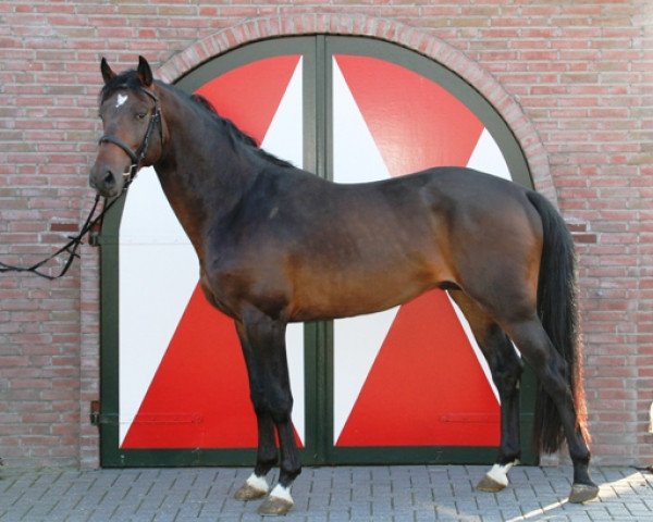 horse Clipper M (KWPN (Royal Dutch Sporthorse), 2007, from Flipper d'Elle)