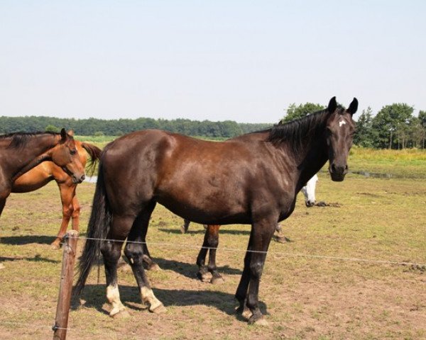 broodmare Wallatee M (KWPN (Royal Dutch Sporthorse), 2003, from Chello I)