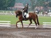 broodmare Blandira (Oldenburg, 2004, from Laurentio)