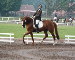 broodmare Blandira (Oldenburg, 2004, from Laurentio)