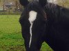 dressage horse Mille Fleur (Westphalian, 2010, from Mon Cher)