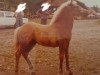 broodmare Jessika (Haflinger, 1972, from 649 Wilten)