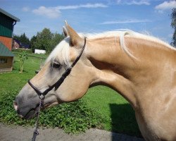 Zuchtstute Amira (Haflinger,  , von Alex)