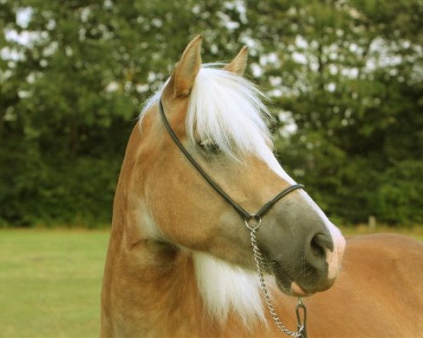 Zuchtstute Nora (Haflinger, 2003, von Neumond)