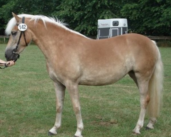 broodmare Alina (Rhinelander, 2005, from liz. 123/T Alpgraf)