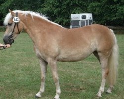 broodmare Alina (Rhinelander, 2005, from liz. 123/T Alpgraf)