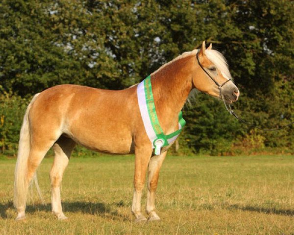 broodmare Almfee (Haflinger, 2006, from Alando)