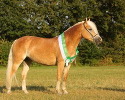 Zuchtstute Almfee (Haflinger, 2006, von Alando)