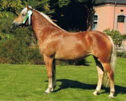 broodmare Winnipeg (Rhinelander, 2005, from Wildbach)