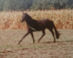 stallion Pedro (Rhinelander,  , from Patron)