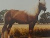 stallion Hofmacher (Haflinger, 1981, from 413 Hoferbe)