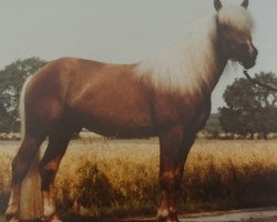 Deckhengst Hofmacher (Haflinger, 1981, von 413 Hoferbe)