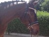 dressage horse Download's Delany (Hanoverian, 2012, from Tannenhof's Download)