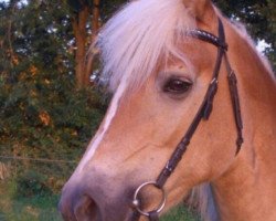 Zuchtstute Mona (Haflinger, 1995, von Winner)