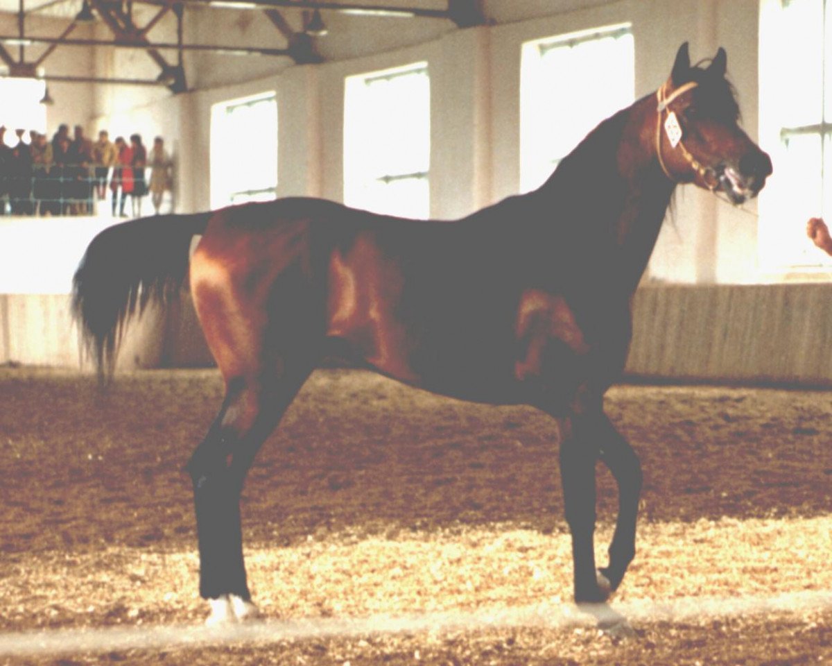 stallion Aut ox (Arabian purebred, 1981, from Pesniar 1975 ox)
