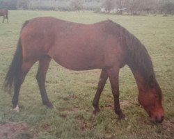 broodmare Berenice (Rhinelander, 1970, from Hartenstein)