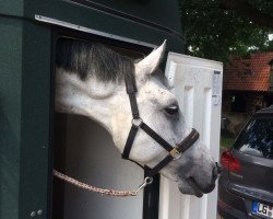 jumper Cabrito (Hanoverian, 2008, from Cassus 2)