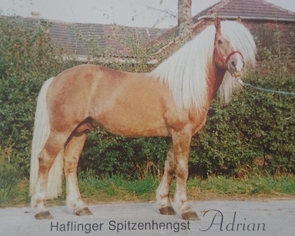 Deckhengst Adrian (Haflinger, 1972, von 900 Alarich)