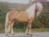stallion Adrian (Haflinger, 1972, from 900 Alarich)
