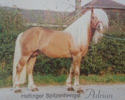 stallion Adrian (Haflinger, 1972, from 900 Alarich)