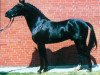 stallion Viktoria's Colano (German Riding Pony, 1983, from Colza)