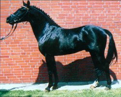 stallion Viktoria's Colano (German Riding Pony, 1983, from Colza)