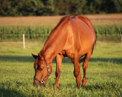 broodmare Starpower Cora (German Riding Pony, 2002, from Mahrdorf Titus)