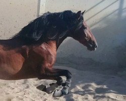 stallion Descarado de Ben (Pura Raza Espanola (PRE),  )