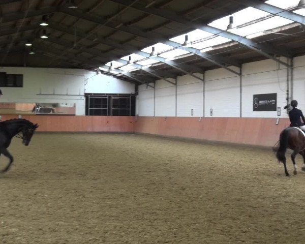 Reitturnier Ratingen-Hösel - Gut Gützenhof 2019