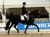 dressage horse Fürst Oliver 2 (Hanoverian, 2012, from Fürstenball)