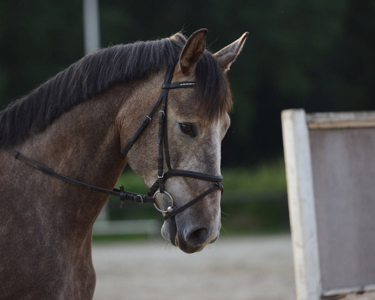 jumper Combleux DB (Westphalian, 2012, from Camax L)