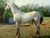 stallion Prins (Appaloosa, 1975, from Golden Cape xx)