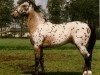 stallion Mackael Grey (Appaloosa, 1975, from Zane Grey)