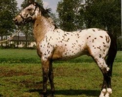 stallion Mackael Grey (Appaloosa, 1975, from Zane Grey)