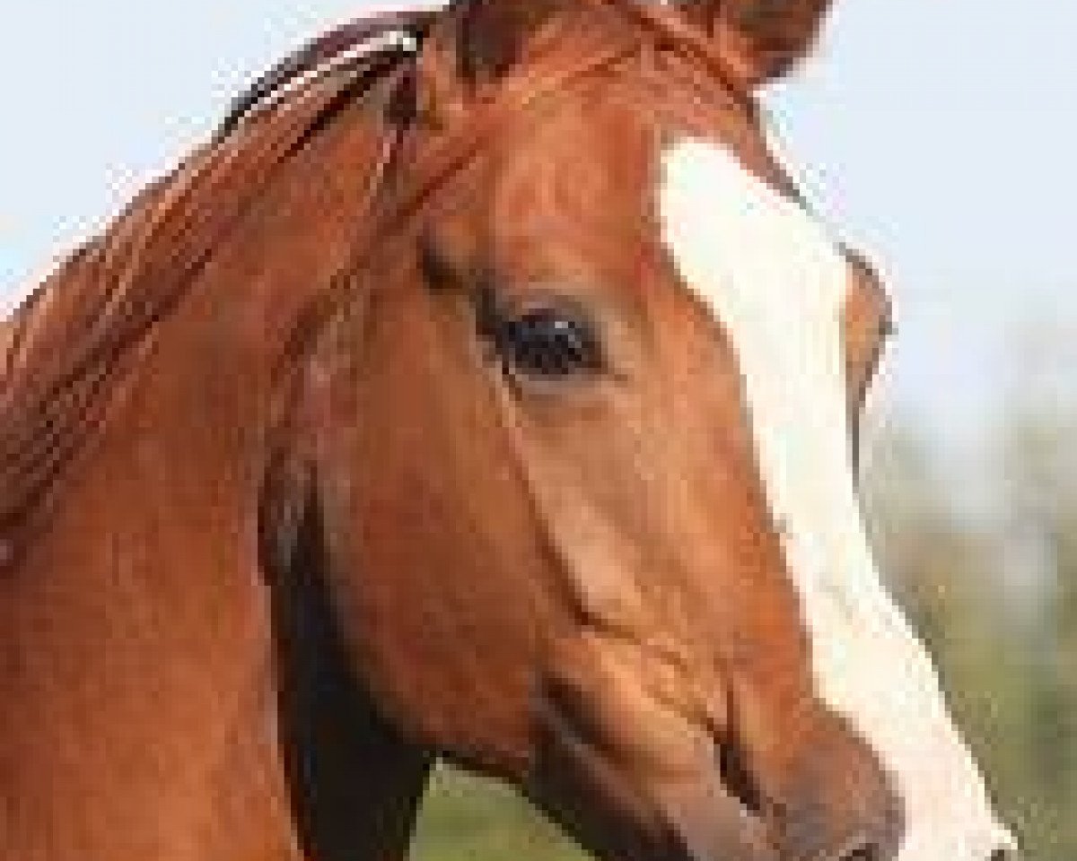 broodmare Fannie Mae (Rhinelander, 2003, from Fidermark)