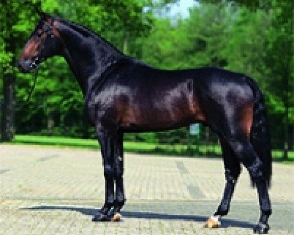 stallion VDL Wittinger (KWPN (Royal Dutch Sporthorse), 2003, from Indoctro)