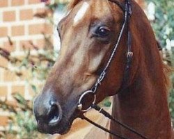 broodmare Fabrice (Rhinelander, 1998, from Fidermark)