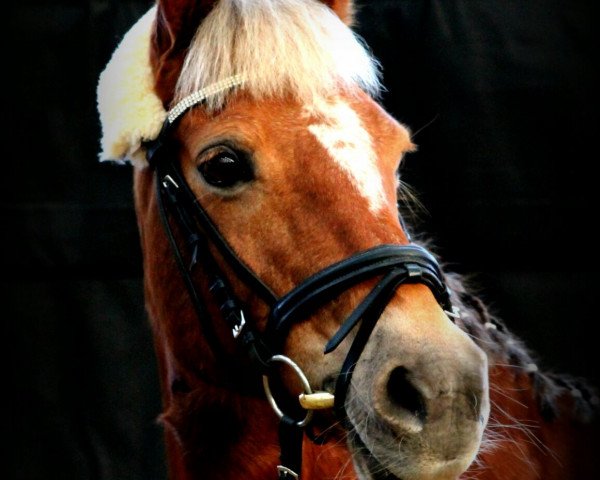 broodmare Mayflower (German Riding Pony, 1997, from Astor)