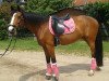 dressage horse First Chance H (Rhinelander, 2002, from Feuerblick)