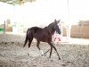 jumper Saphira 188 (German Riding Pony, 2009, from Sir Martino)