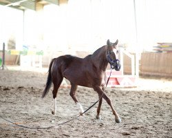 Springpferd Saphira 188 (Deutsches Reitpony, 2009, von Sir Martino)