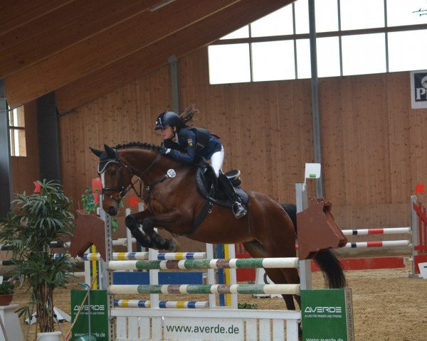 jumper Momo 465 (KWPN (Royal Dutch Sporthorse), 2006, from Quite Easy I)