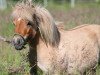 broodmare Gaya (Shetland pony (under 87 cm), 2010, from Xander v.d. Bekke)