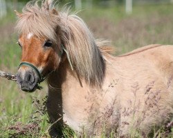 Zuchtstute Gaya (Shetland Pony (unter 87 cm), 2010, von Xander v.d. Bekke)