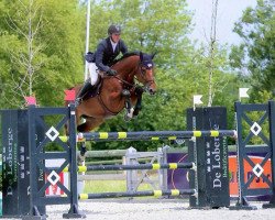 Springpferd Ibbo van T Keldertje (Belgisches Warmblut, 2008, von Emerald van 't Ruytershof)