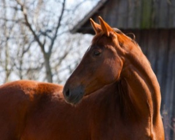 Zuchtstute Angelina (Österreichisches Warmblut, 1992, von Ringo Star)