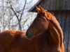 broodmare Angelina (Austrian Warmblood, 1992, from Ringo Star)