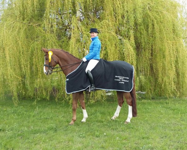 Dressurpferd Bugatti G CH (Schweizer Warmblut, 2005, von Belissimo NRW)