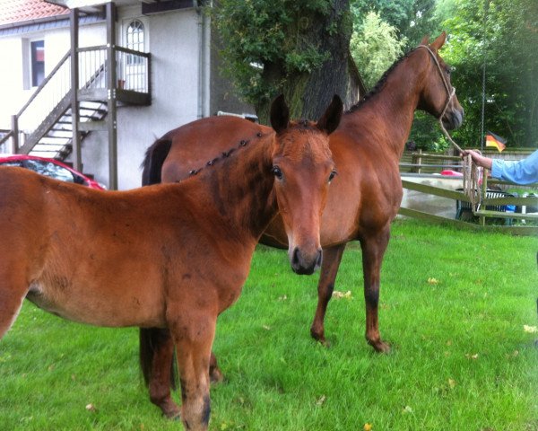 broodmare Fantasie (Oldenburg, 2016, from Follow Me OLD)