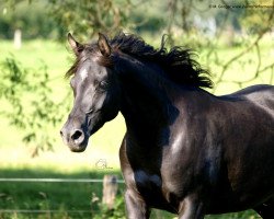 broodmare Samsara Bint Ha ox (Arabian thoroughbred, 2002, from Madallan Madheen EAO)